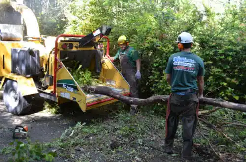 tree services Citrus